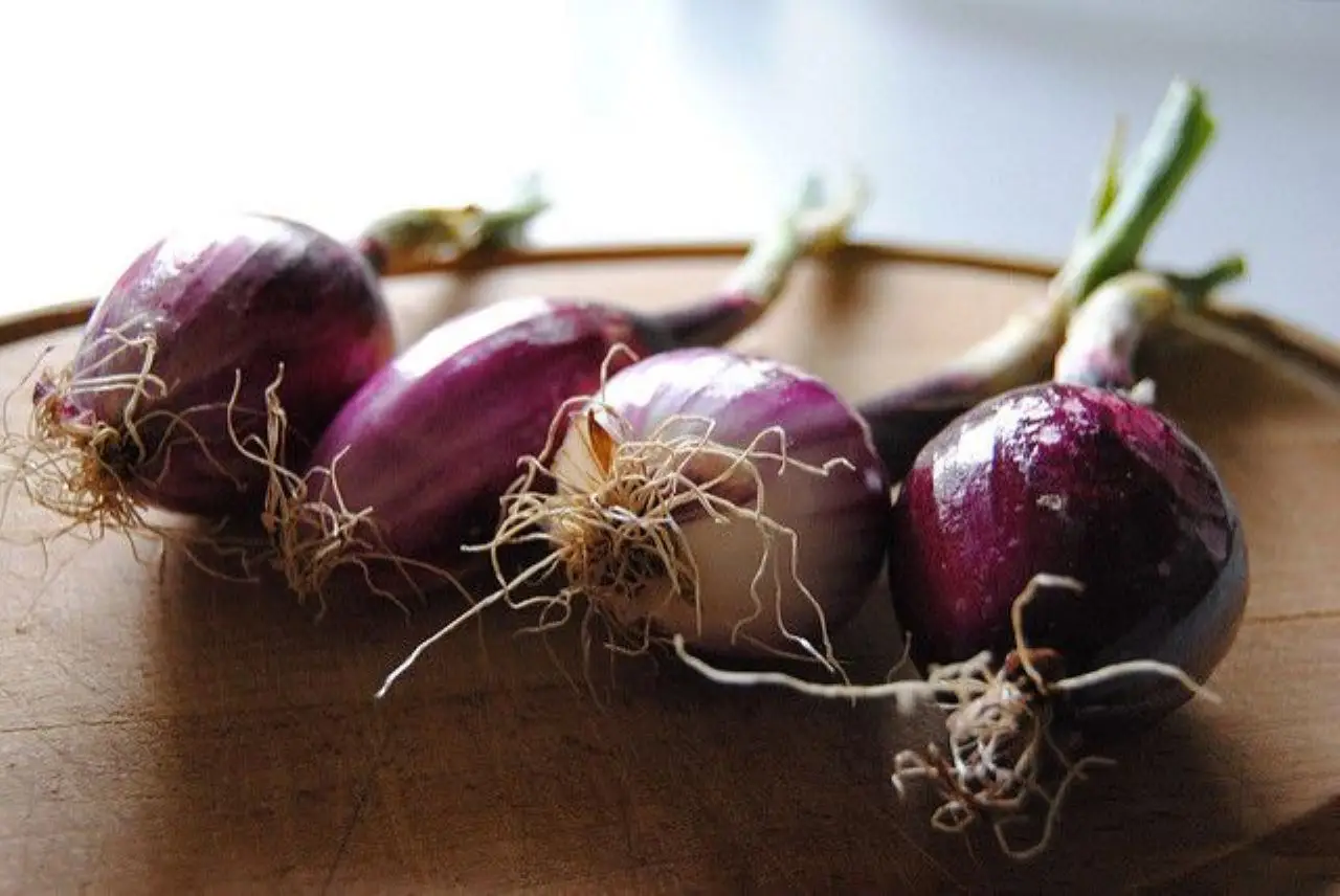 Attenzione all’orto: ecco cosa non devi mai piantare dopo aver raccolto le cipolle