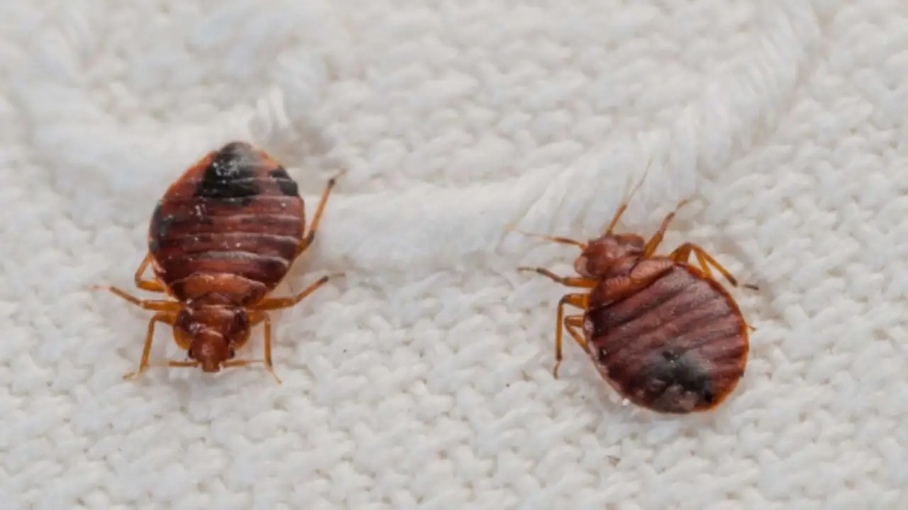 Allerta cimici da letto: usa subito questo odore per tenerle lontane