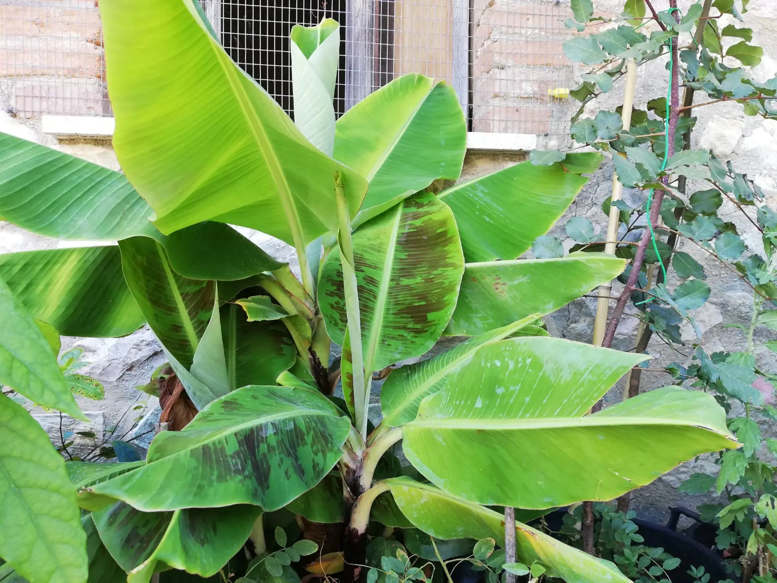 Allarme macchie grigie sulle foglie delle tue piante? Ecco cosa le sta uccidendo