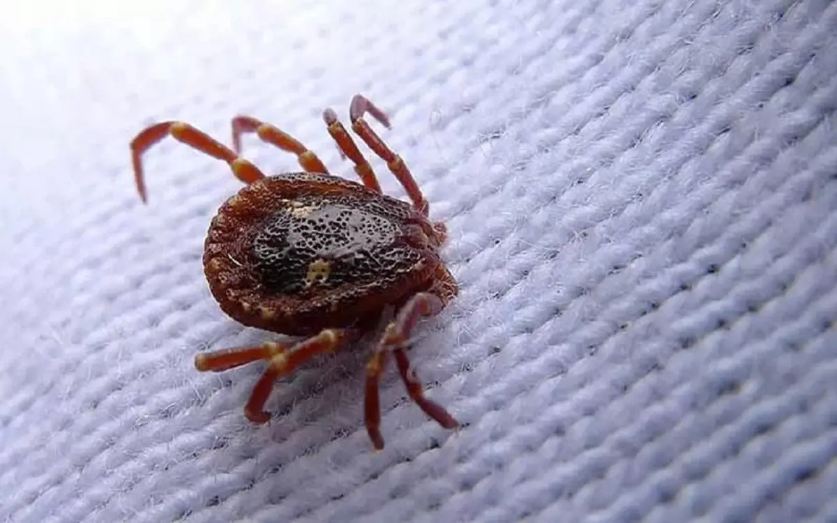 Allarme in casa: ecco gli insetti microscopici che vivono nella polvere e come eliminarli